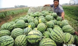 娱乐爆吃瓜,明星们的“吃货”日常大揭秘